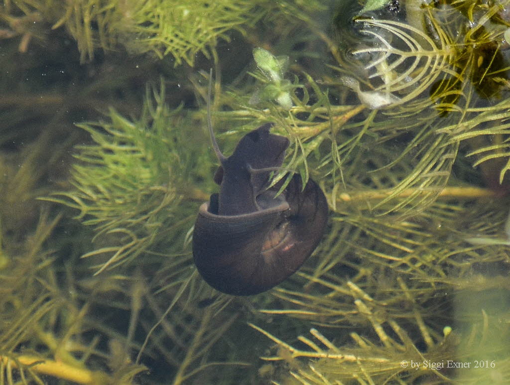 Posthornschnecken Planorbarius corneus