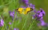 Postillon Colias croceus