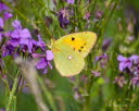 Postillon Colias croceus