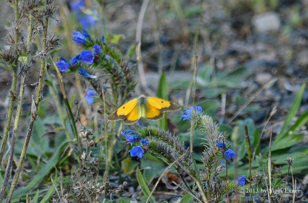 Postillon Colias crocea