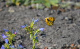 Postillon Colias crocea