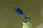 Gebnderte Prachtlibelle Calopteryx splendens