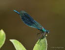 Gebnderte Prachtlibelle Calopteryx splendens