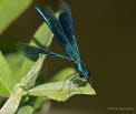 Gebnderte Prachtlibelle Calopteryx splendens