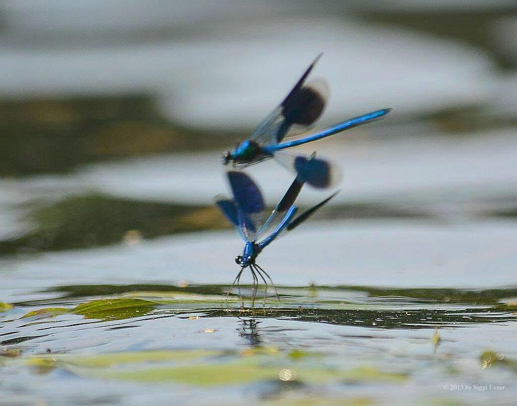 Gebnderte Prachtlibelle Calopteryx splendens