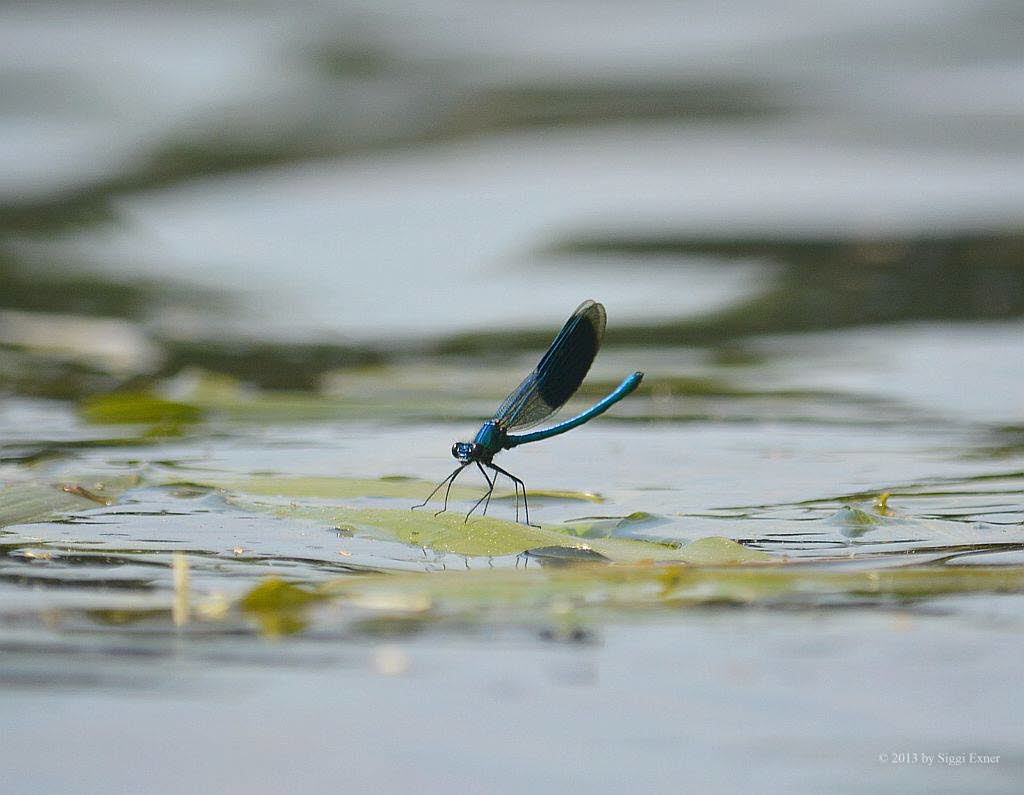 Gebnderte Prachtlibelle Calopteryx splendens