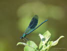 Gebnderte Prachtlibelle Calopteryx splendens