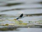 Gebnderte Prachtlibelle Calopteryx splendens