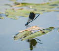 Gebnderte Prachtlibelle Calopteryx splendens