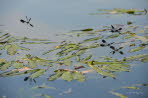 Gebnderte Prachtlibelle Calopteryx splendens