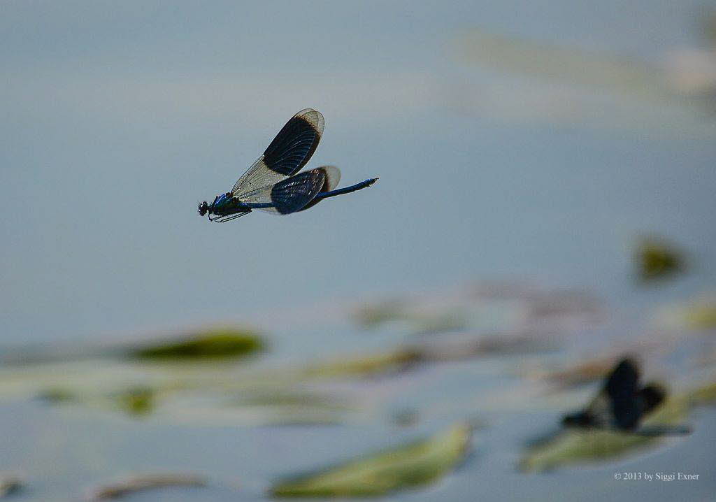 Gebnderte Prachtlibelle Calopteryx splendens