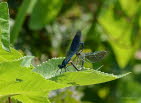 Gebnderte Prachtlibelle Calopteryx splendens