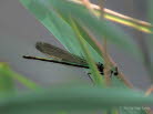 Gebnderte Prachtlibelle Calopteryx splendens