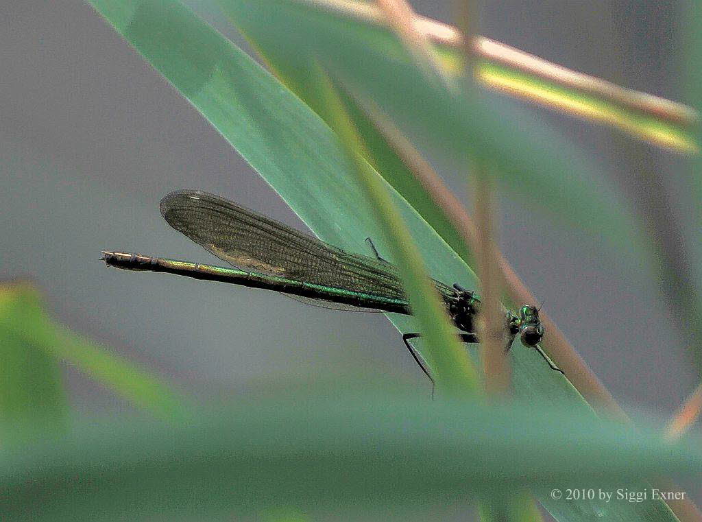 Gebnderte Prachtlibelle Calopteryx splendens