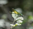 Gebnderte Prachtlibelle Calopteryx splendens