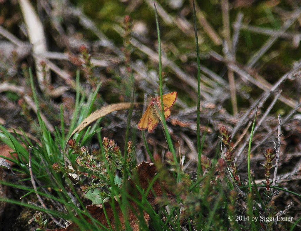 Purpurspanner Lythria cruentaria