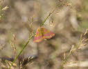 Purpurspanner Lythria cruentaria