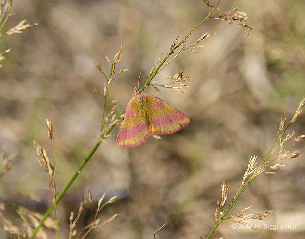 Purpurspanner Lythria cruentaria