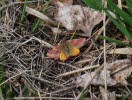 Purpurspanner Lythria cruentaria