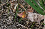 Purpurspanner Lythria cruentaria