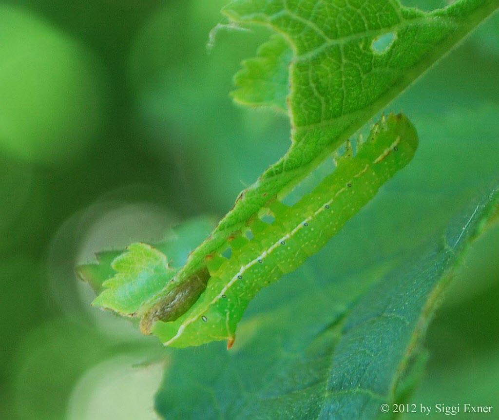 Pyramideneule Amphipyra pyramidea