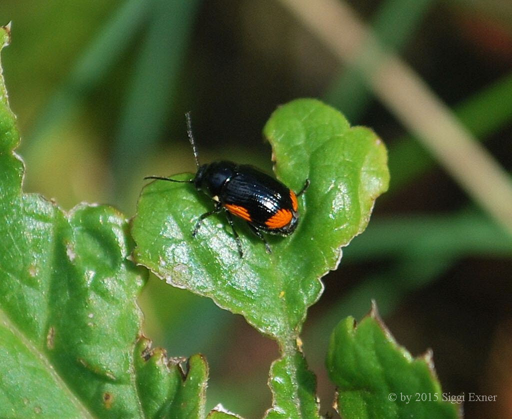 Querbindiger Fallkfer Cryptocephalus moraei