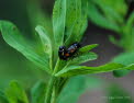 Cryptocephalus  moraei Querbindiger Fallkfer