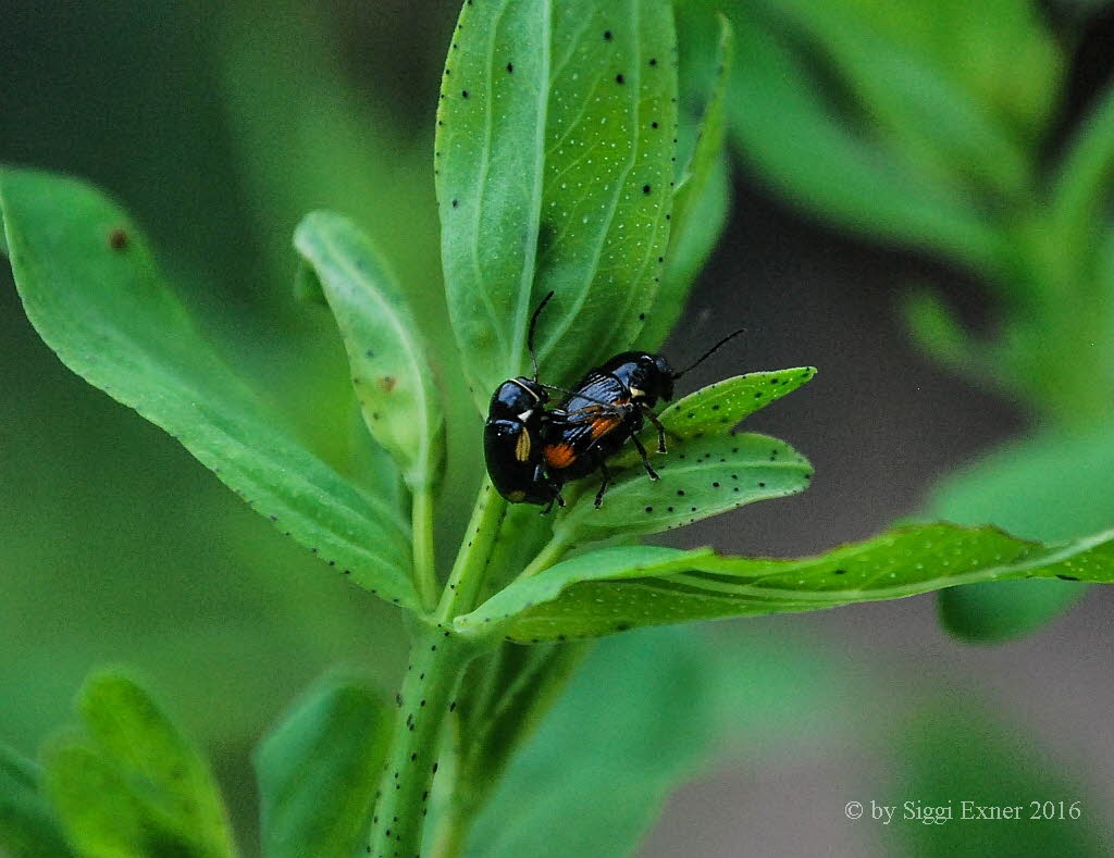 Cryptocephalus  moraei Querbindiger Fallkfer