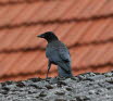 Rabenkrhe Corvus corone