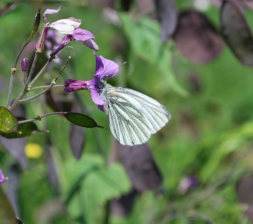 Rapsweiling Pieris napae (napi)