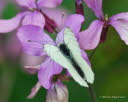 Rapsweiling Pieris napi