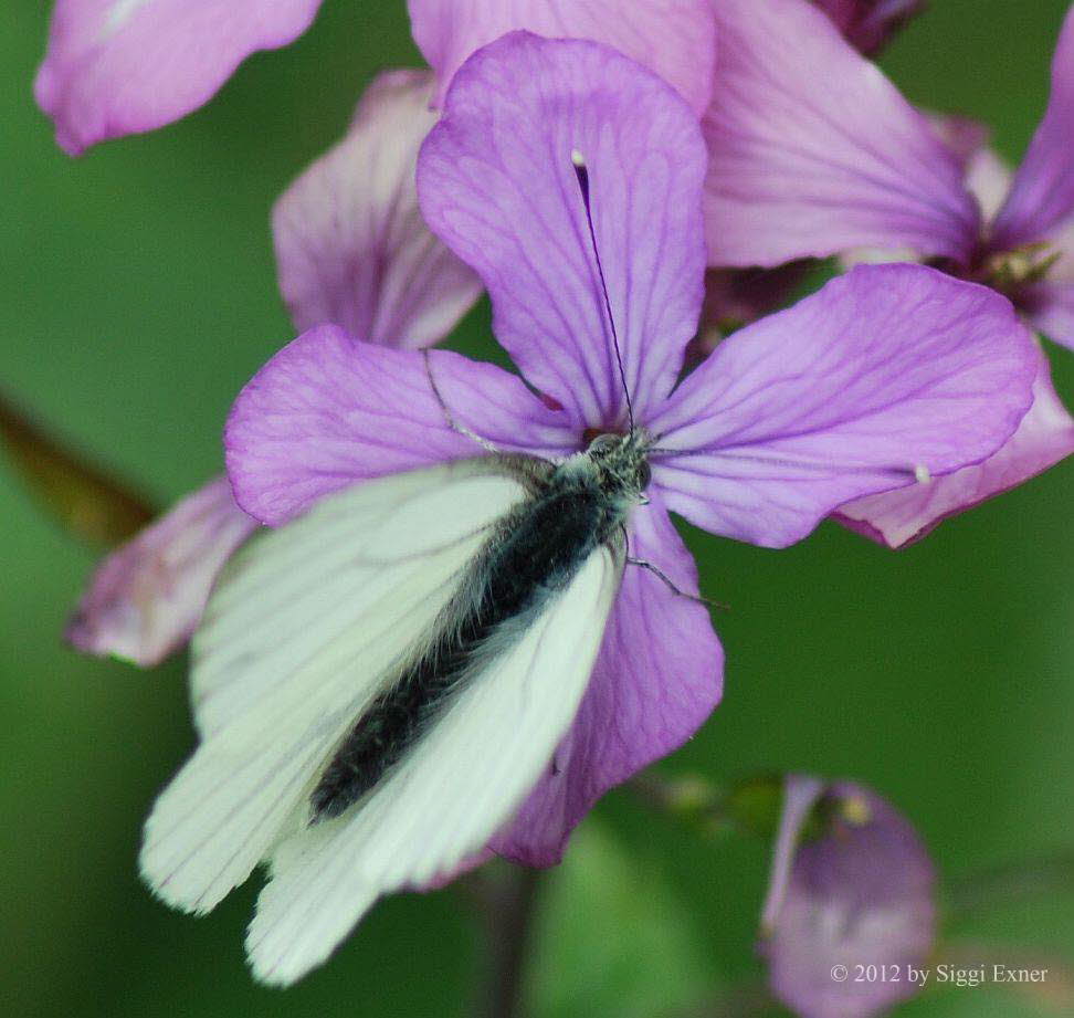 Rapsweiling Pieris napi