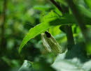 Rapsweiling Pieris napae (napi)