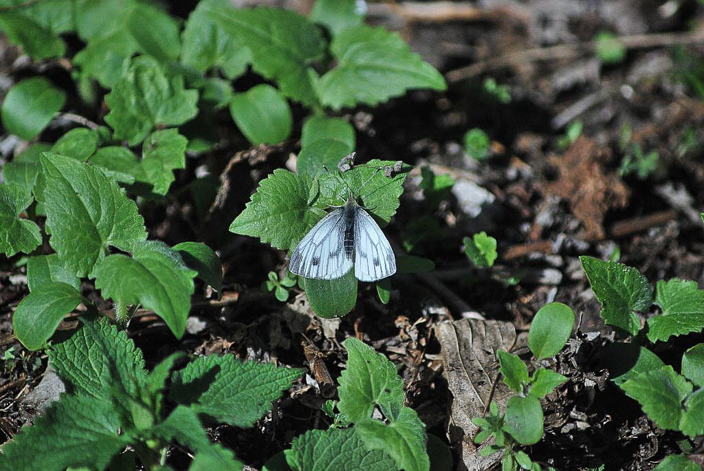 Rapsweiling Pieris napae (napi)