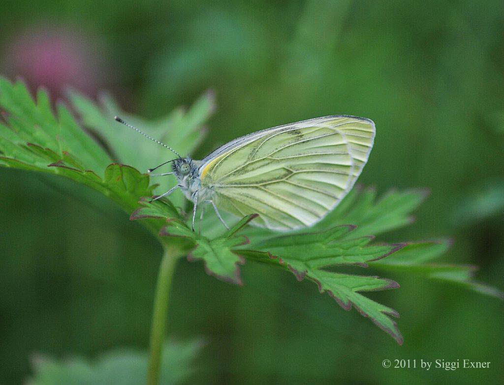 Rapsweiling Pieris napae (napi)