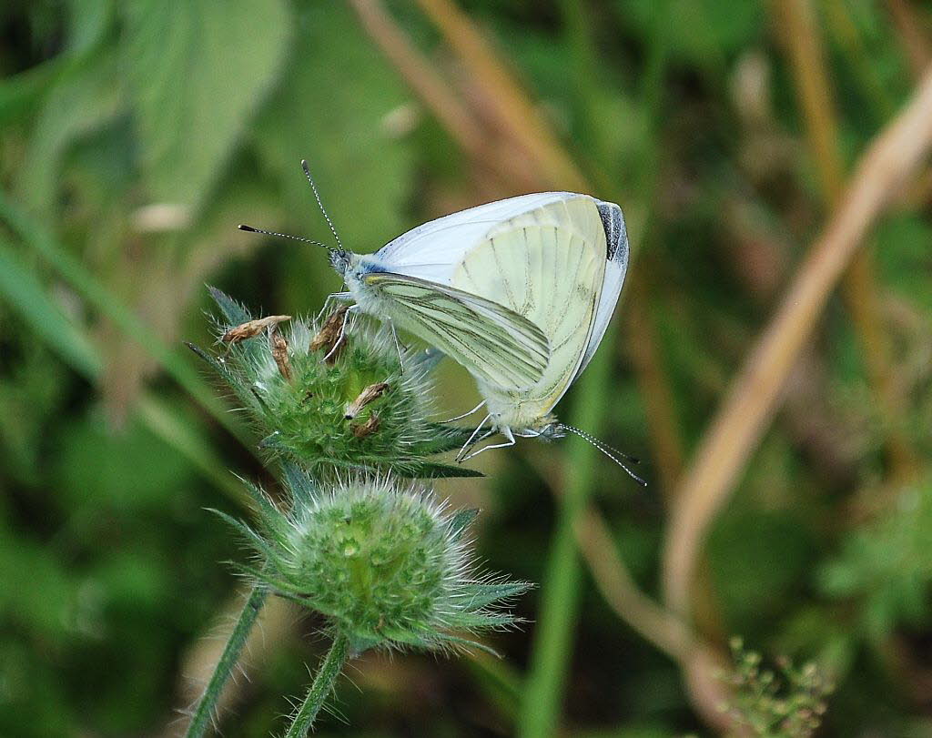 Rapsweiling Pieris napae (napi)