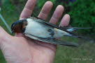 Rauchschwalben Hirundo rustica