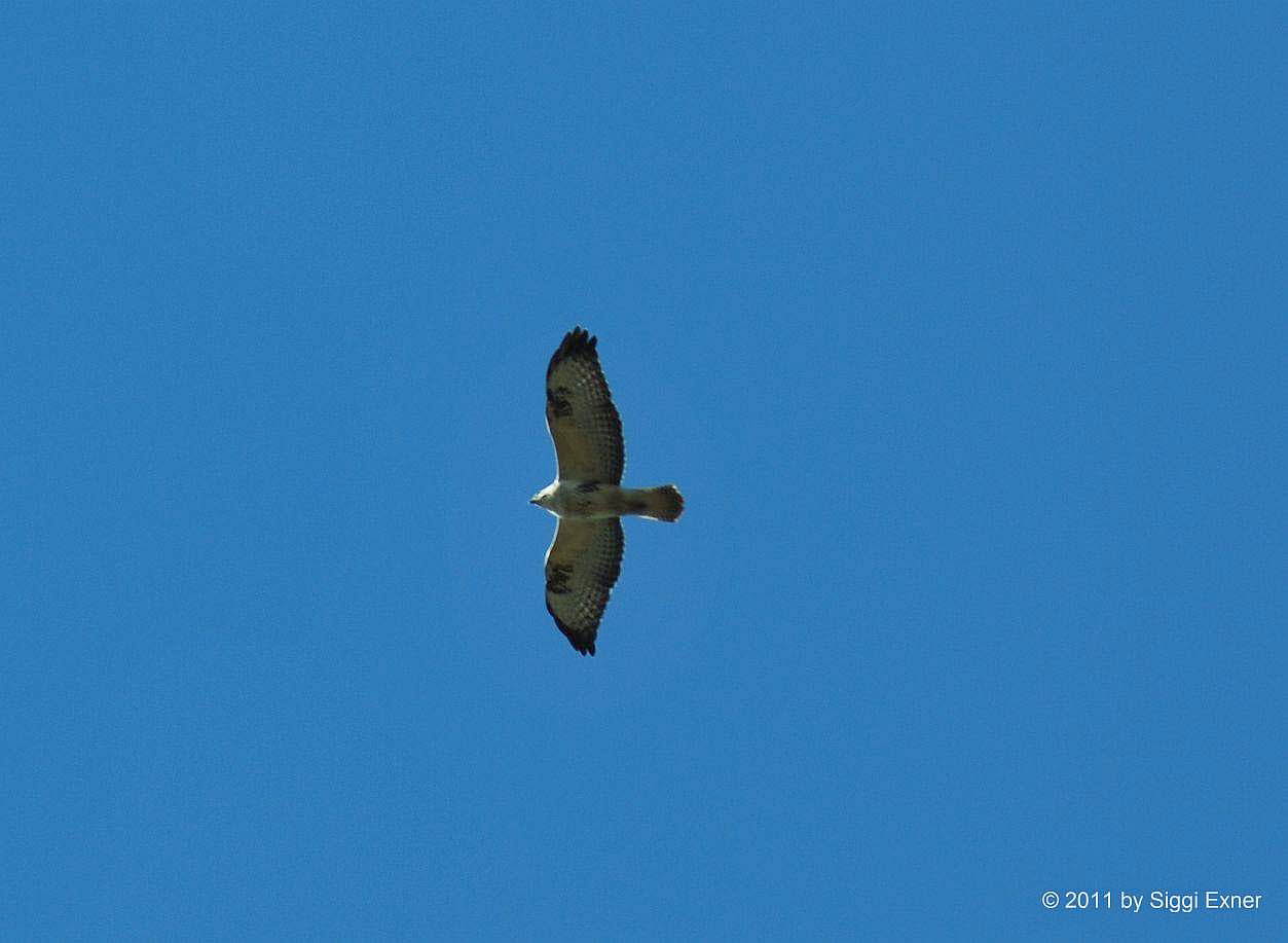 Rauhfubussard Buteo cf lagopus