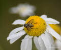 Graue Raupenfliege Dinera grisescens