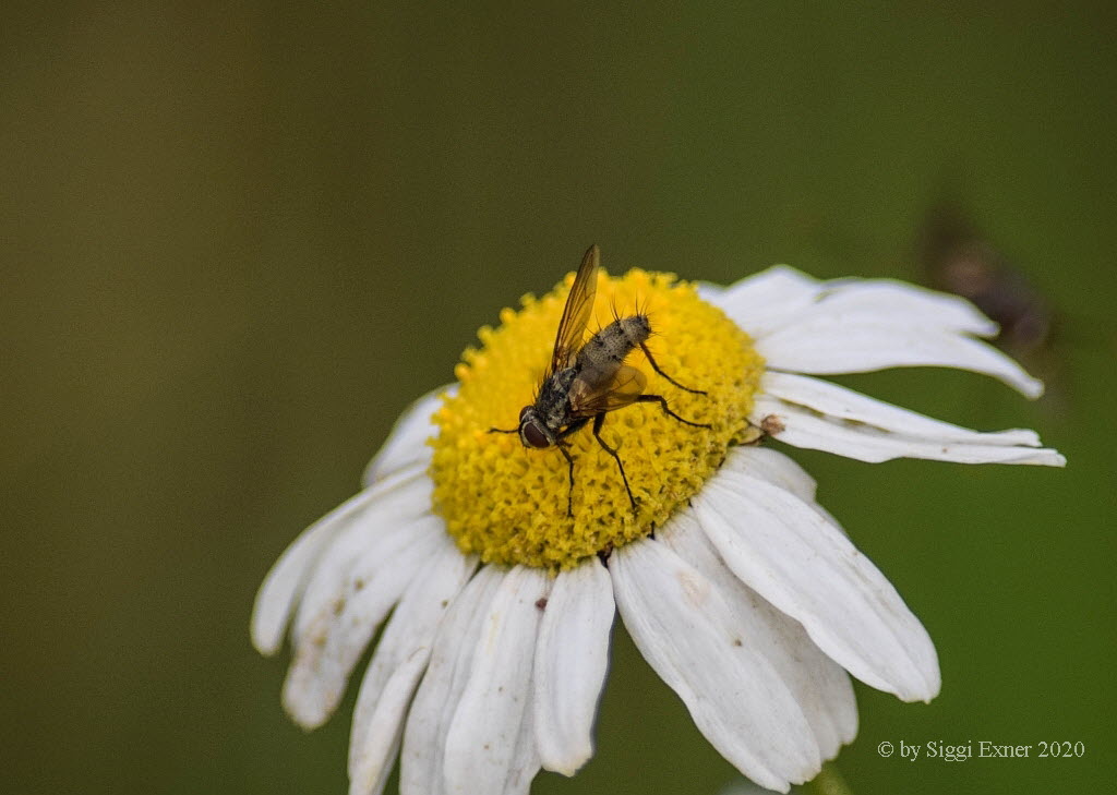 Graue Raupenfliege Dinera grisescens