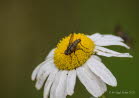 Graue Raupenfliege Dinera grisescens