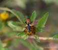 Cylindromyia brassicaria