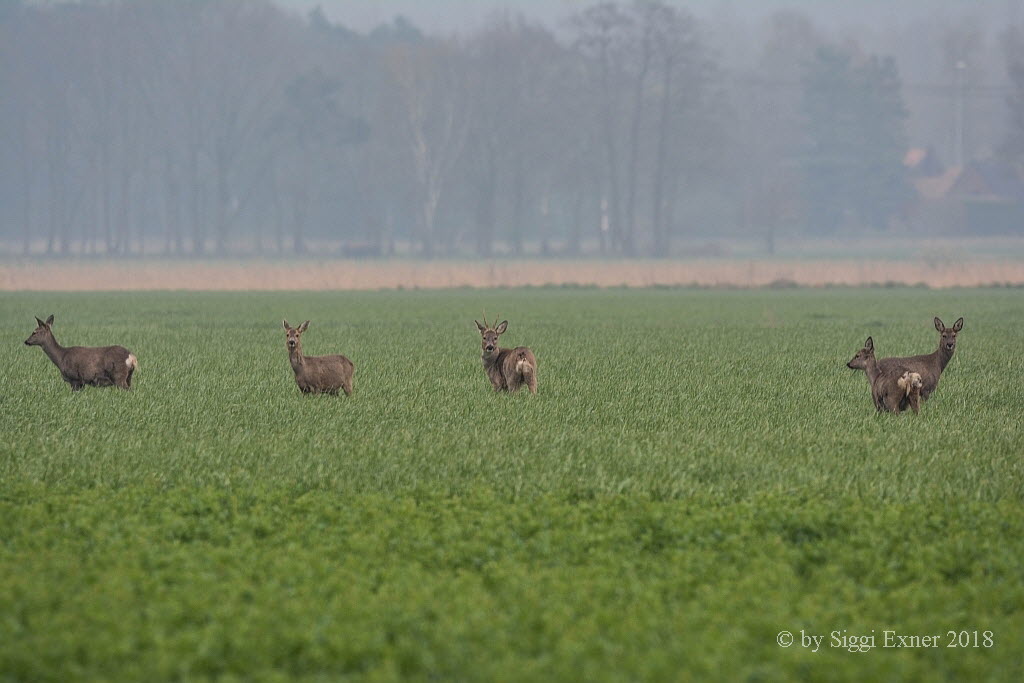 Reh Capreolus capreolus