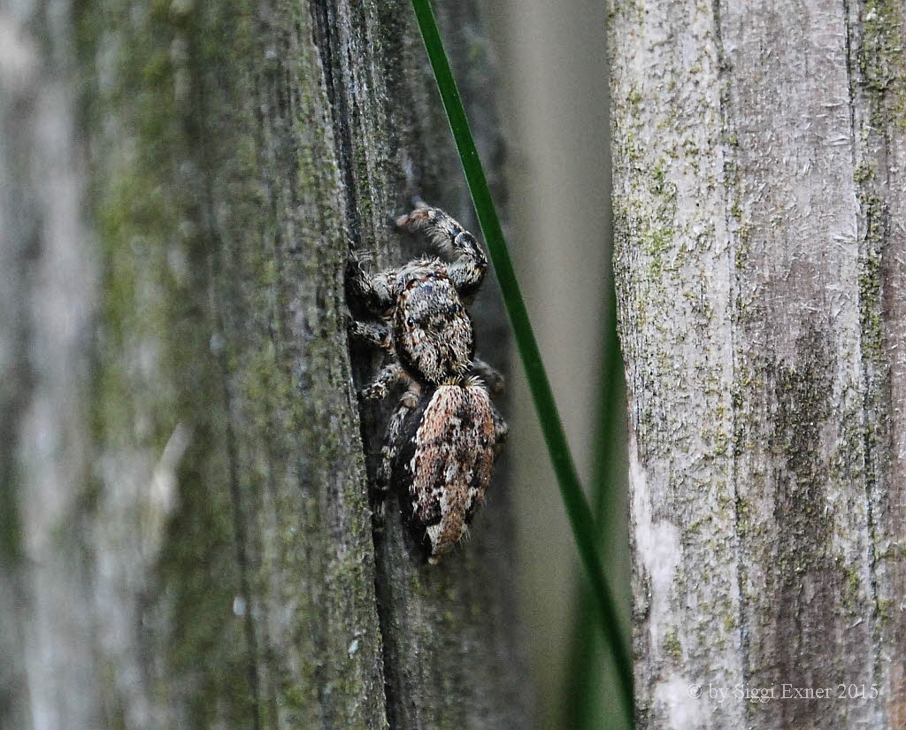 Rindenspringspinne Marpissa muscosa