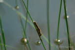 Ringelspinner Malacosoma neustria