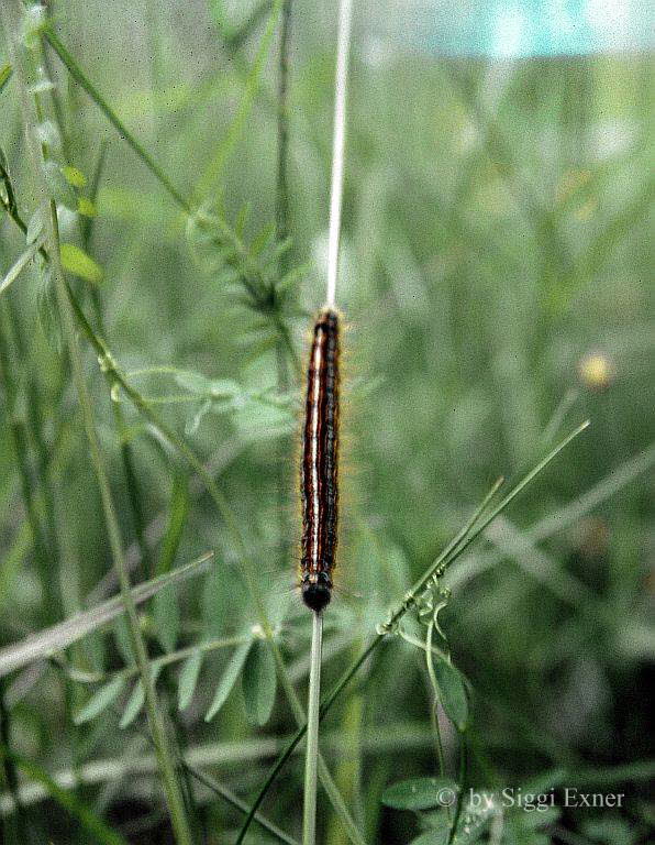 Ringelspinner Malacosoma neustria