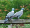 Ringeltaube Columba palumbus