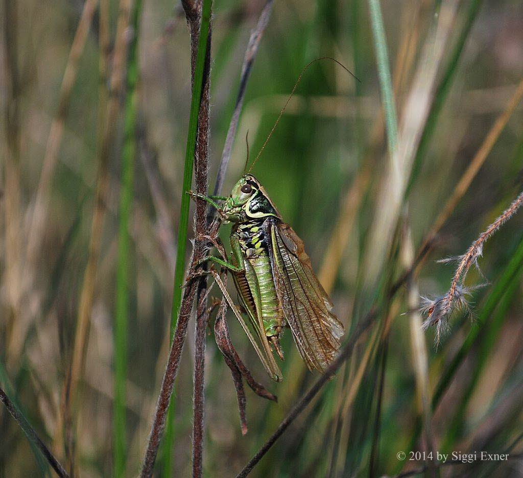 Roesels Beischrecke Metrioptera roeselii