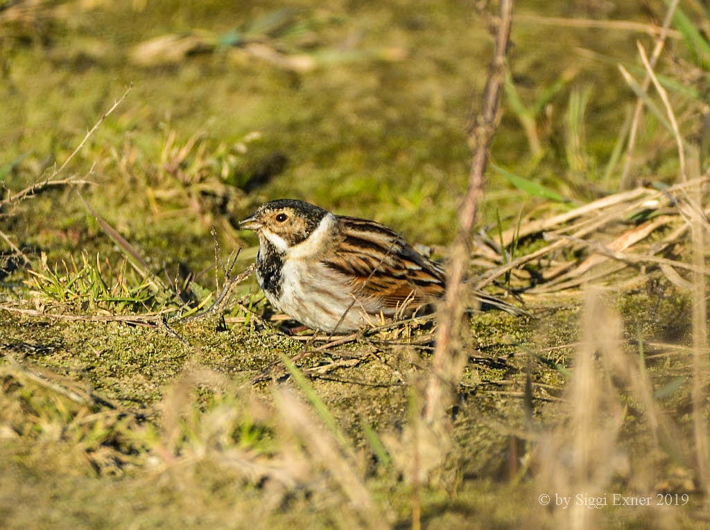 Rohrammer Emberiza schoeniclus