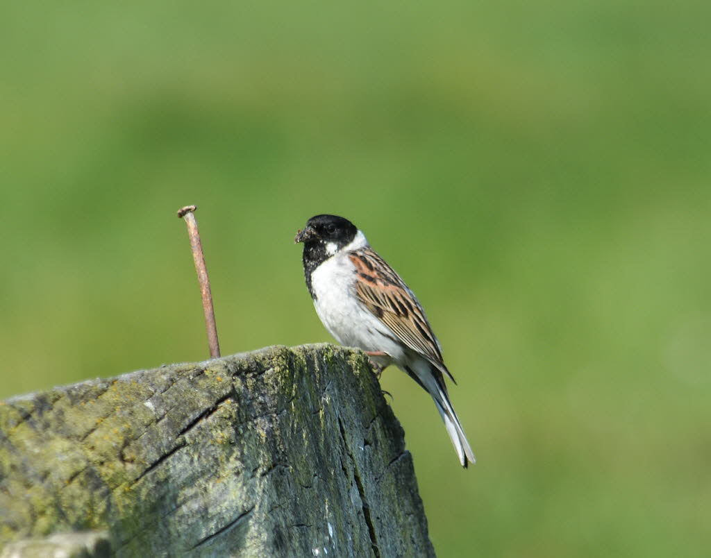 Rohrammer Emberiza schoeniclus